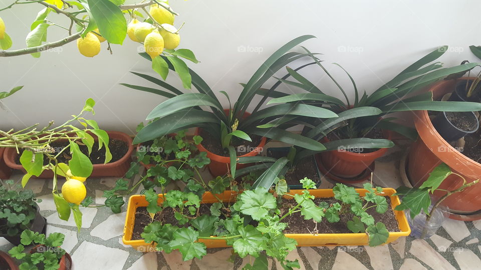 A lemon tree and flower pots