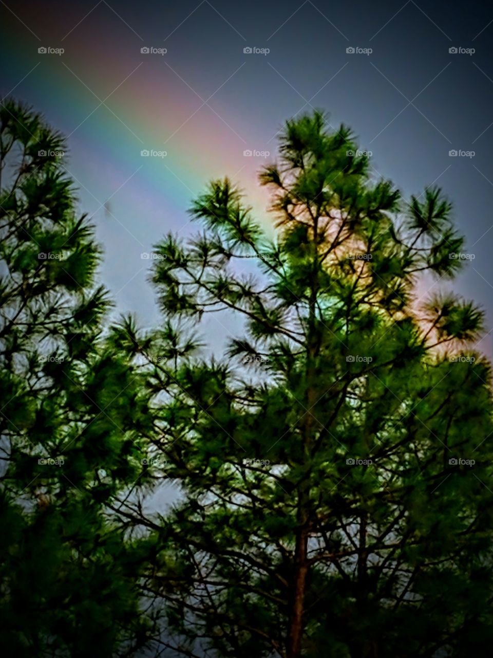 rainbow bursting through the trees