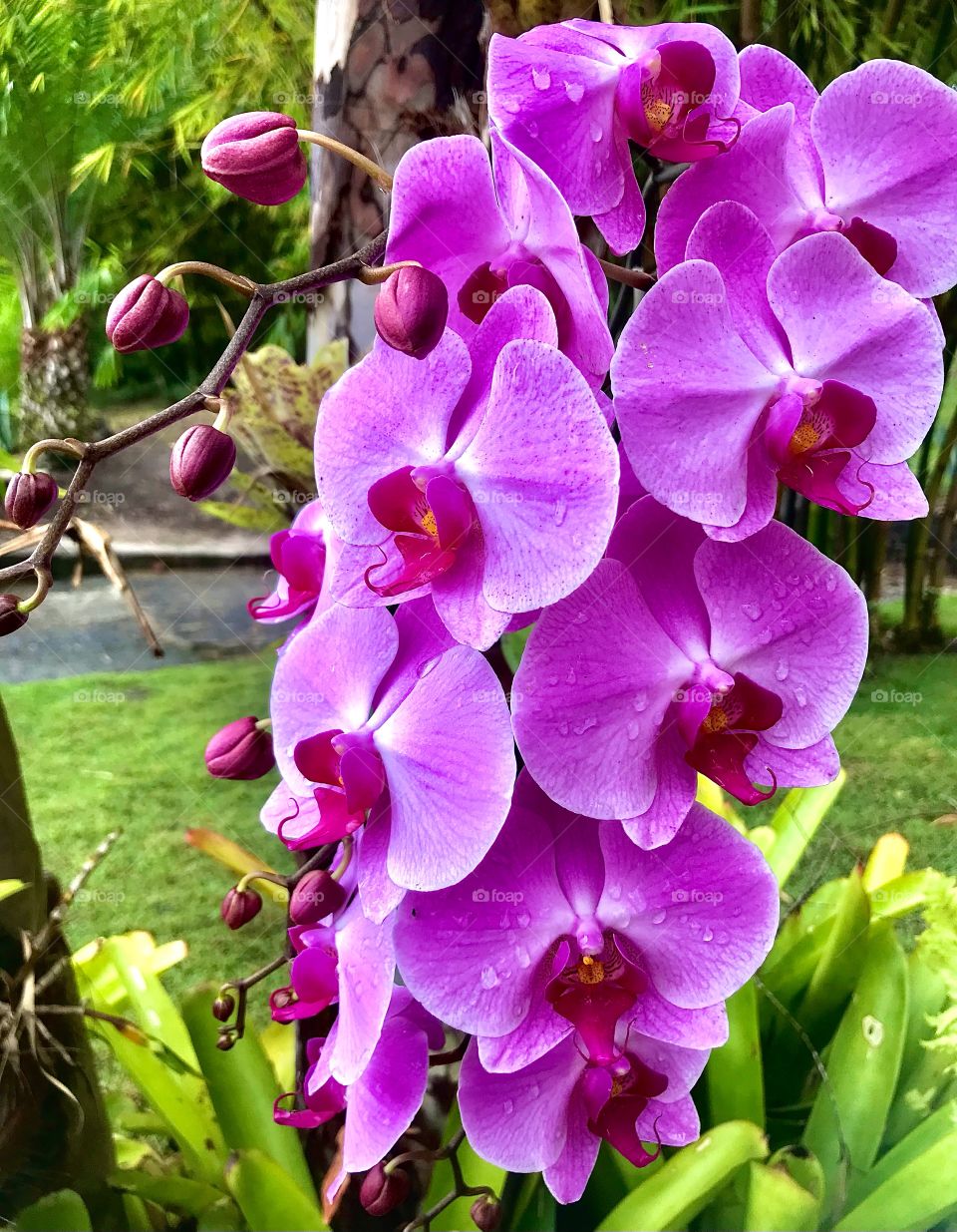 close-up of open pink orchids and blossoming buds