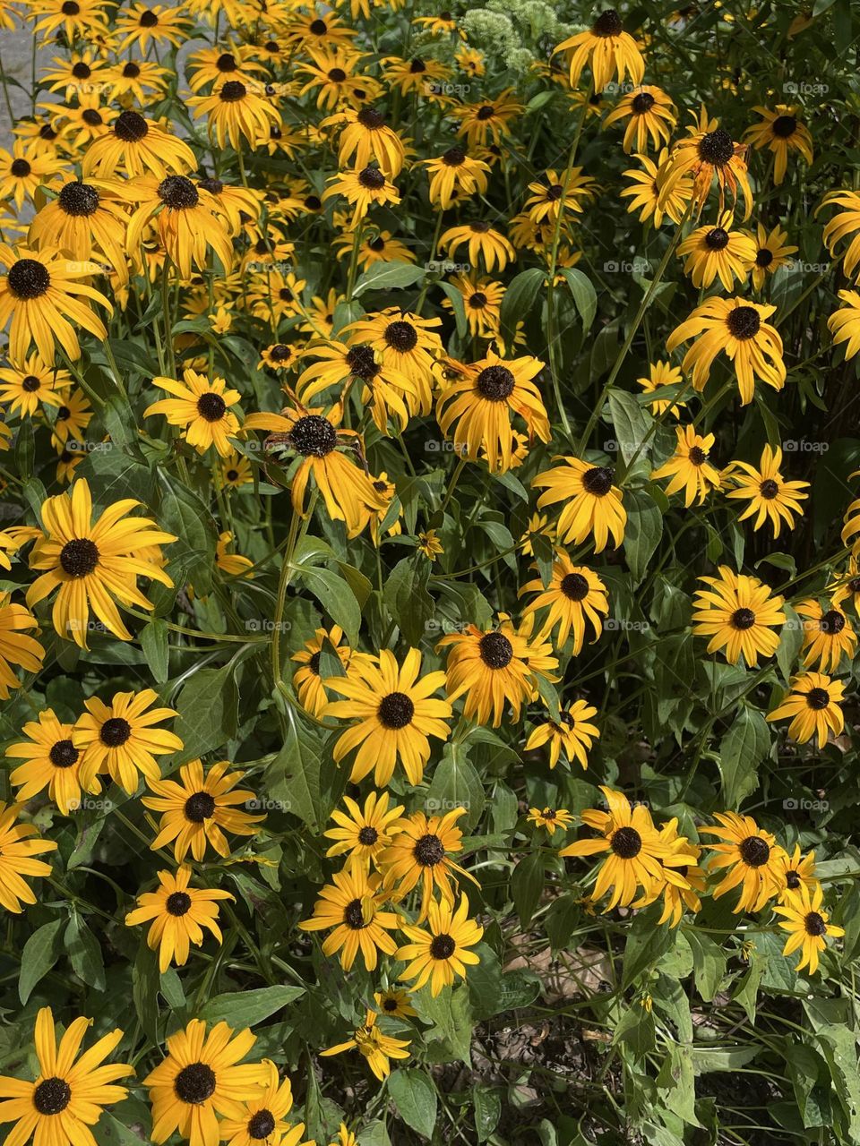 A vibrant field of coneflowers in full bloom, with their warm, fiery petals standing out against the green backdrop of soft foliage. Each flower features a distinct conical center, surrounded by radiant petals evoking natural beauty and tranquility.