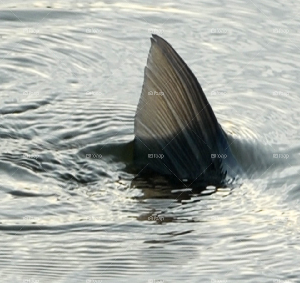 lake fish fin waves by lightanddrawing