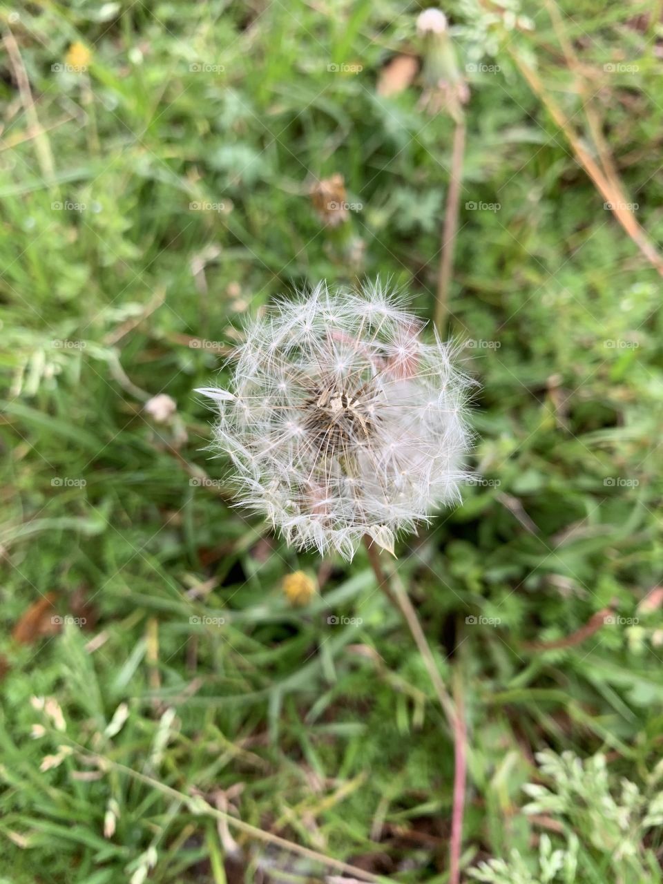 Come Fly With Me - A dandelion seed head awaits the wind to blow the seeds throughout the landscape