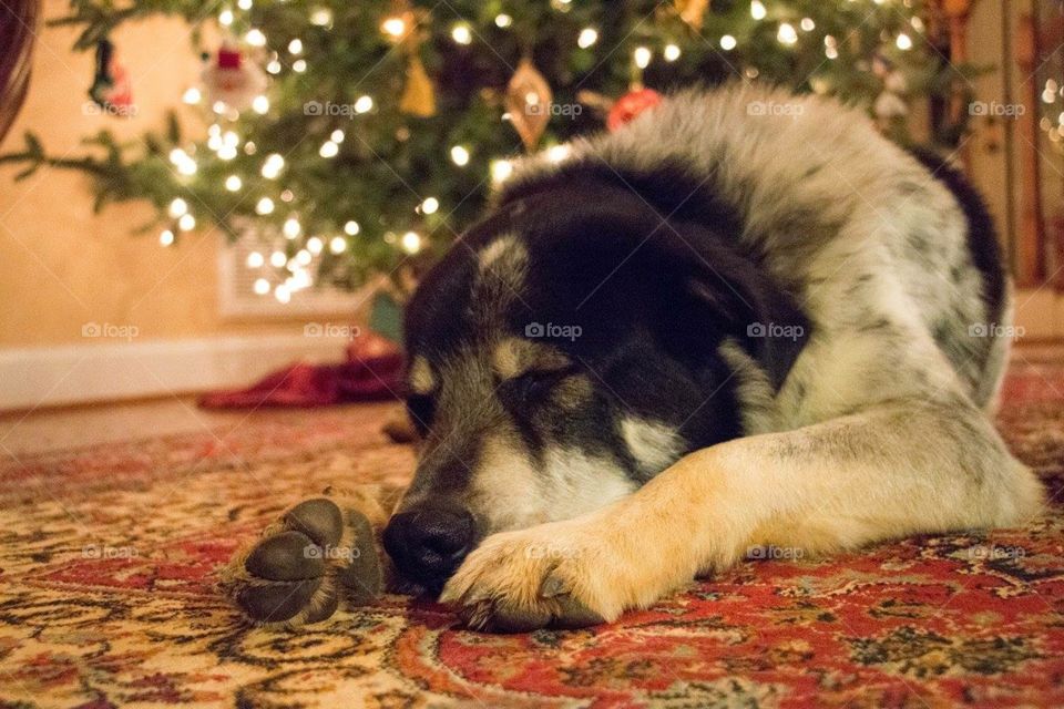 Dog sleeping beside Christmas tree.