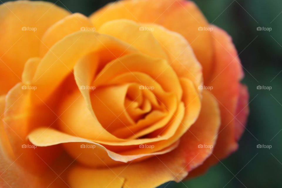 Orange rose. Orange rose