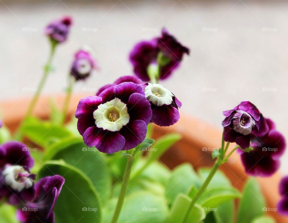 Purple flower closeup 