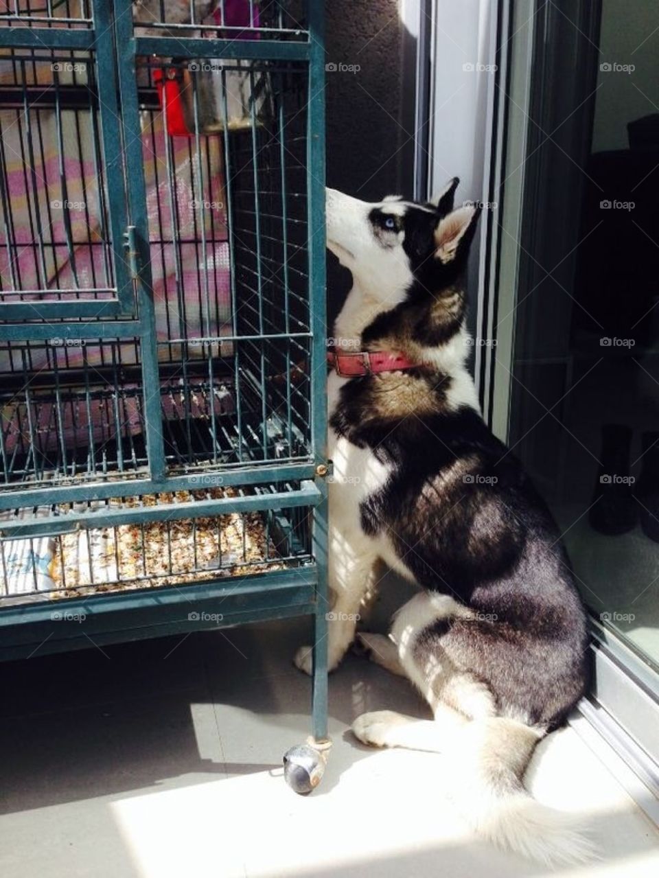 Husky and a Bird