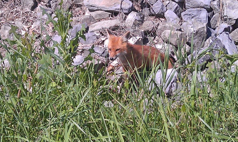 fox. a fox on the side of the road