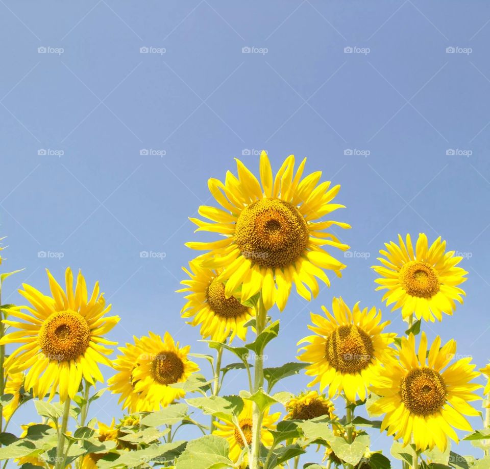 Sunflowers. Sunflowers in fields
