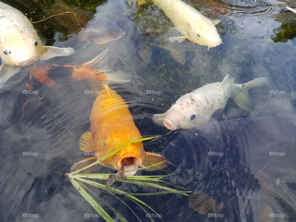 Koi fish looking for food