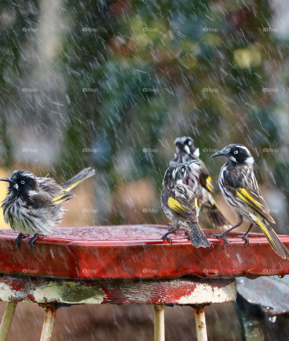 A group of four South Australian Honeyeater birds enjoying a birdbath during a rain shower 
