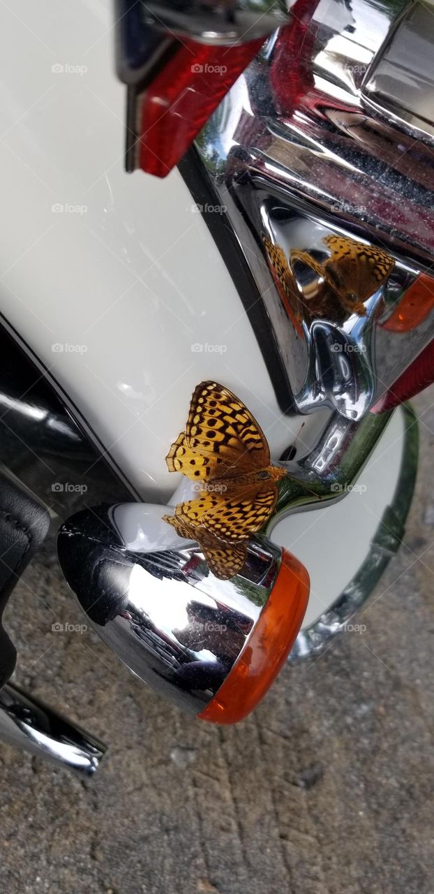 Butterfly Commuting On A Motorcycle