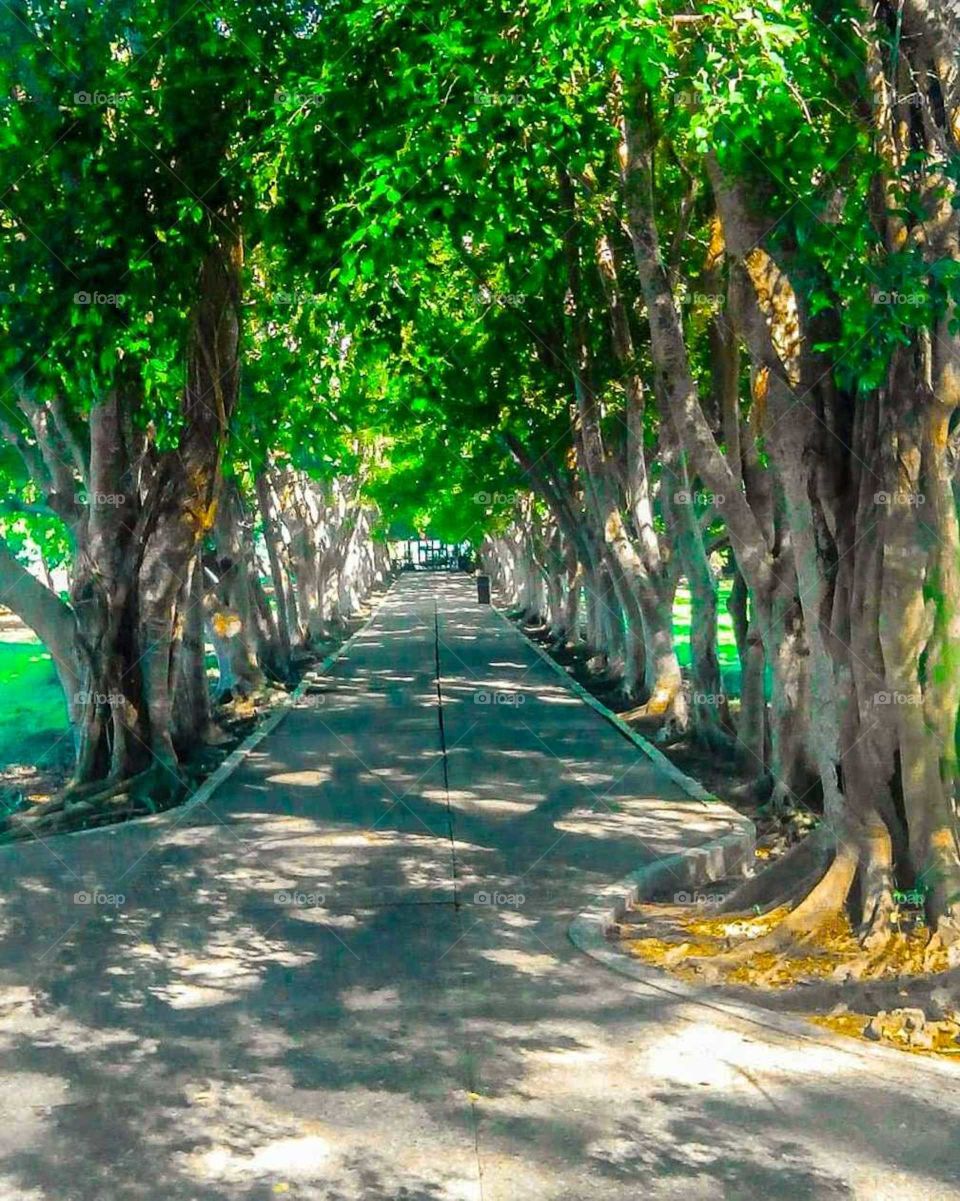 Long path of green trees cheered shadows on the floor