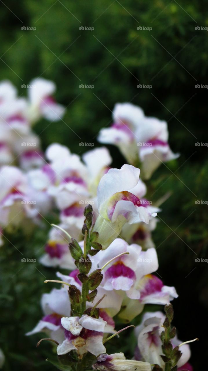 Snap dragons