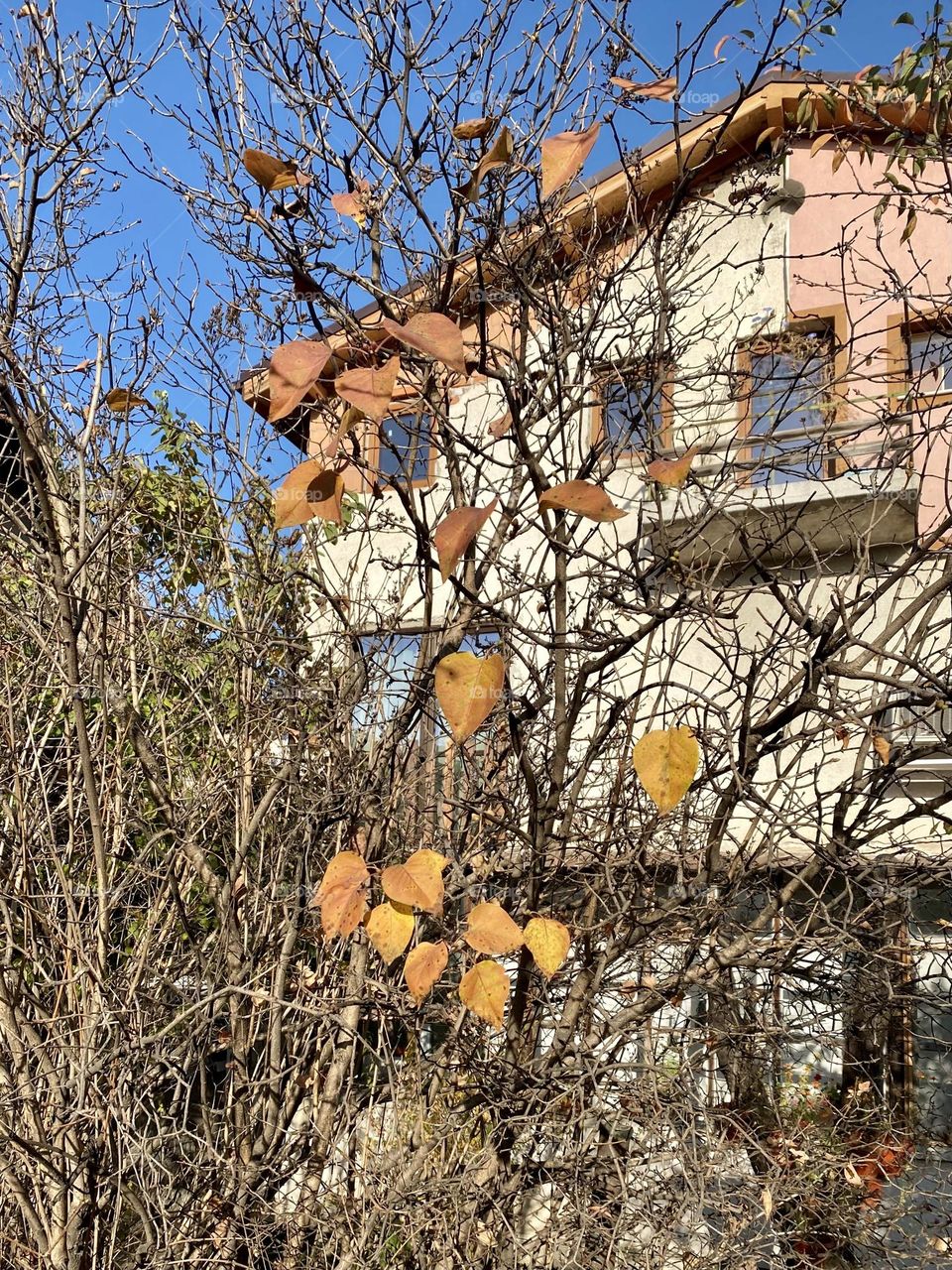 Beautiful autumn leaves in front of house 