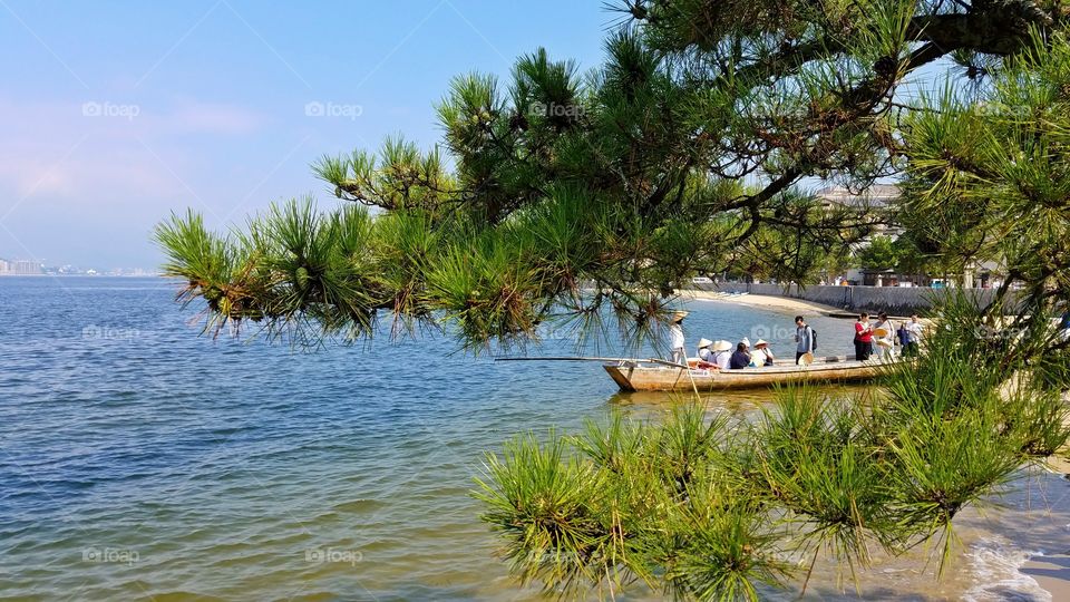 Pine tree on the beach