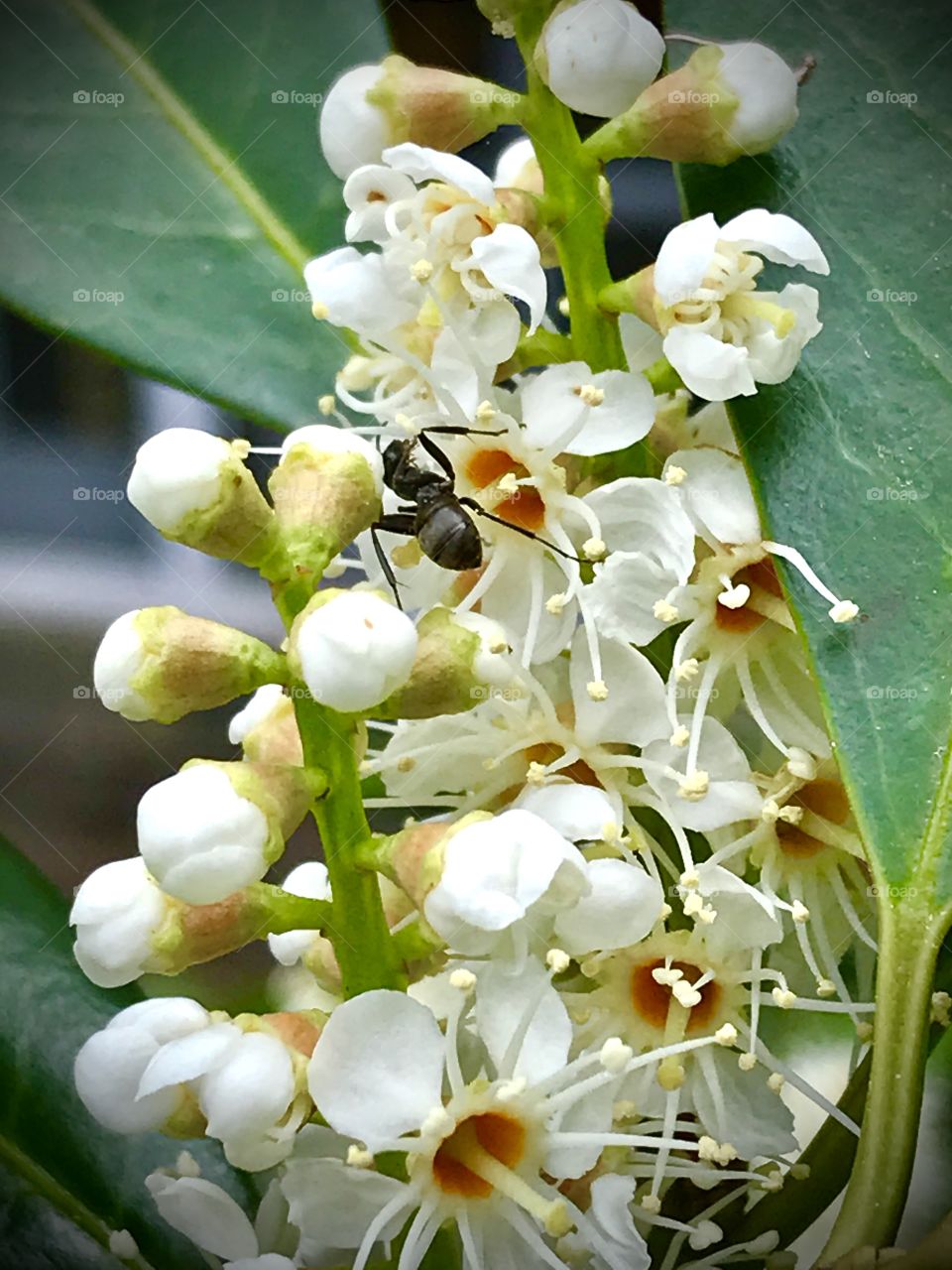 Blooming flowers allures the curious ant