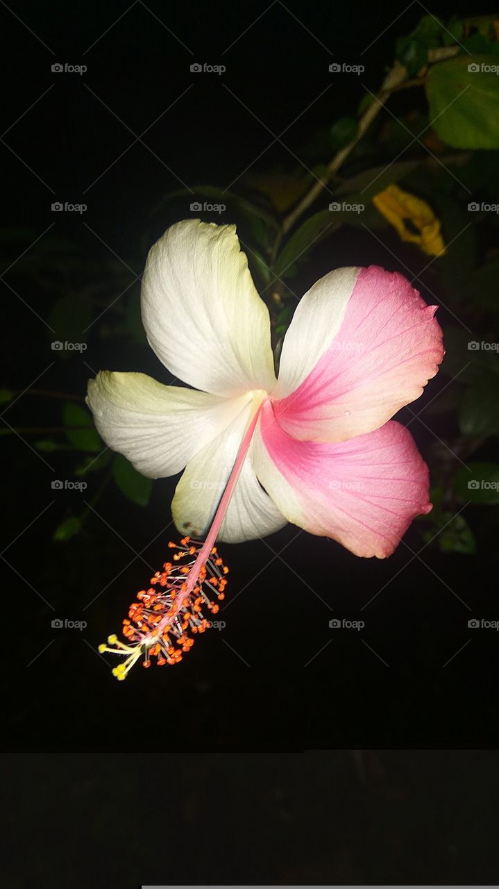 Hibiscus Flower in Two Colours