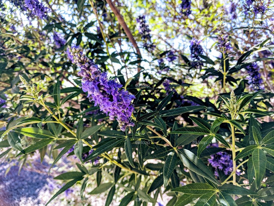 Chaste tree with purple flowers