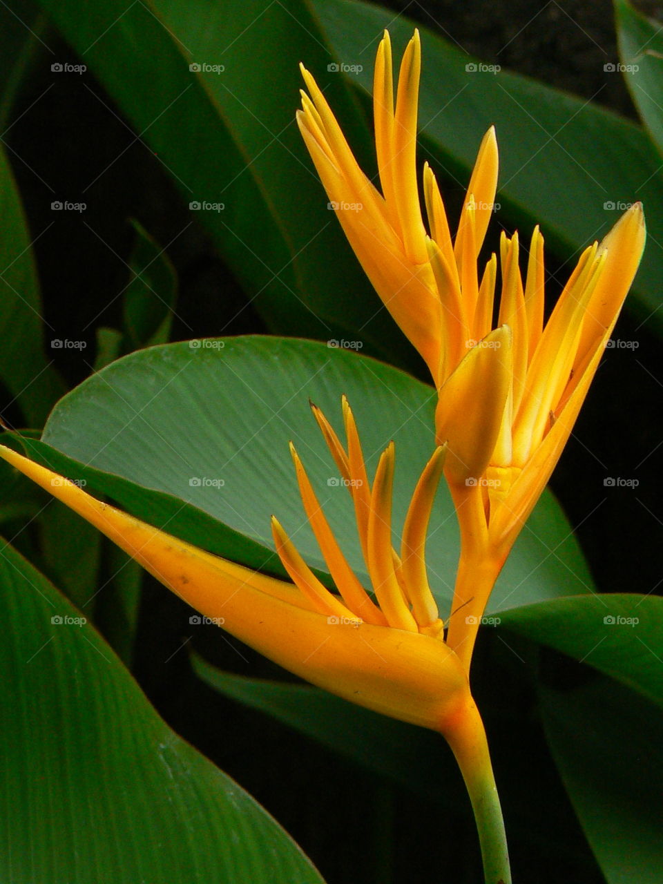 Contrasting tropical flower