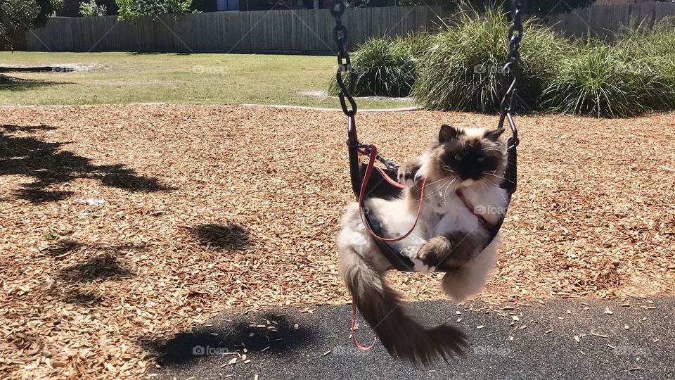 A cute Ragdoll cat on the wing in Mentone Park Melbourne Australia 