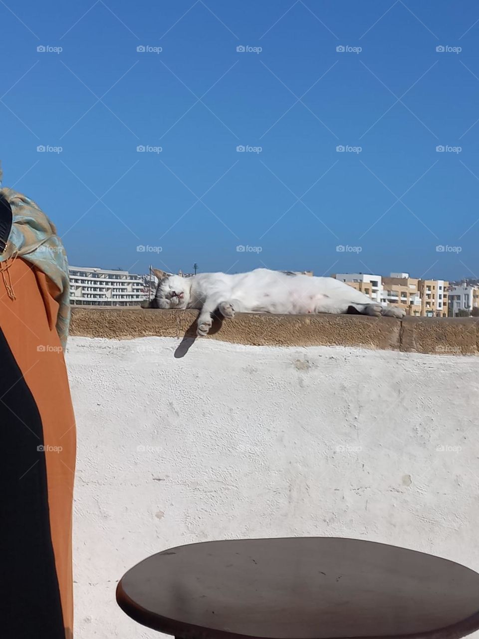 Cat chilling under the sun