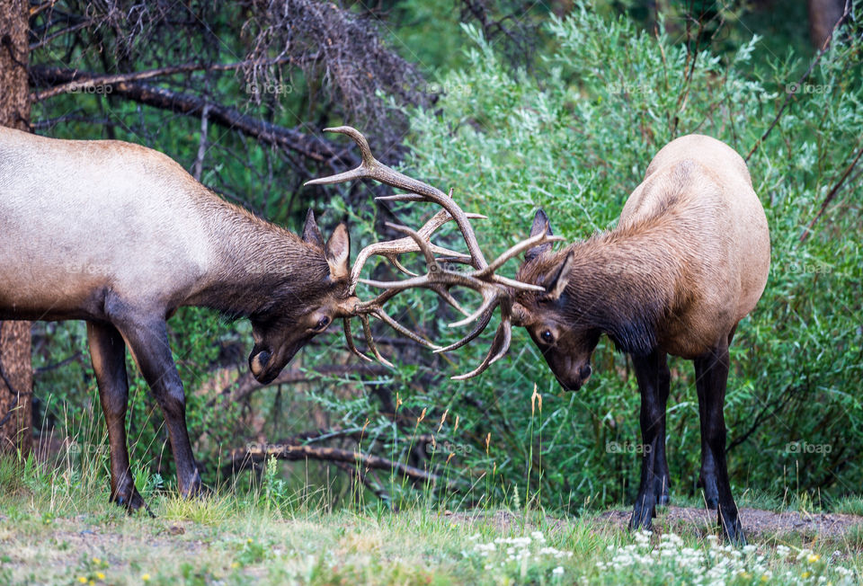 Deer, Mammal, Moose, Wildlife, Antler