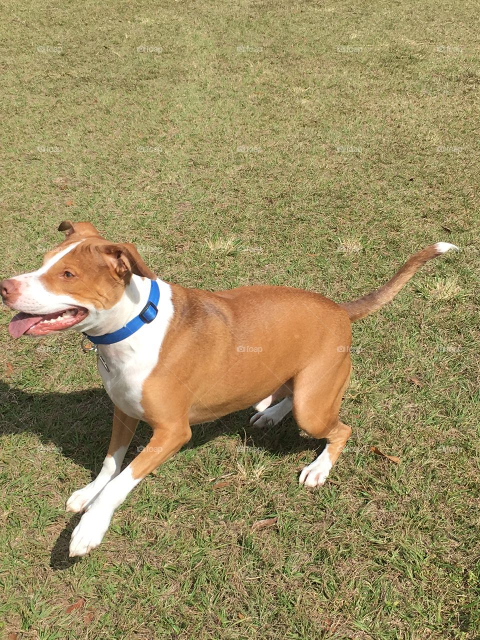 Outside playing ball with our rescue pitbull Stinky 