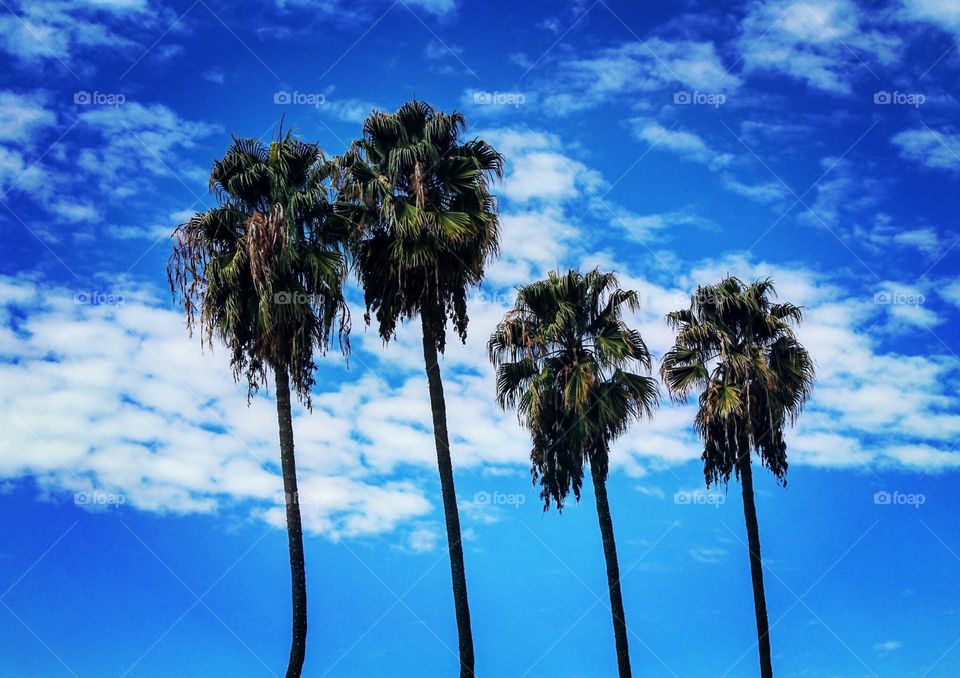 Palm trees and clouds