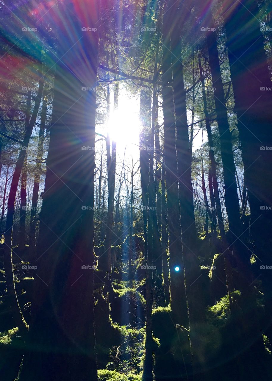 Sitka Spruce trees Juneau, AK
