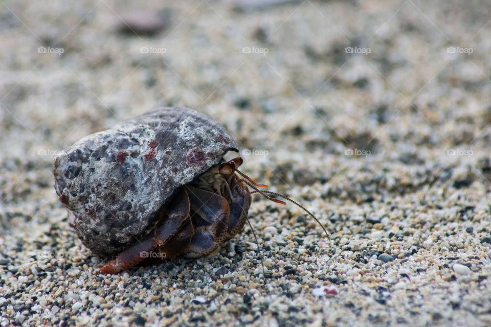 hermitan crab