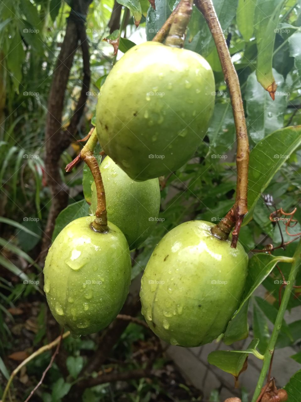 Green tropical June Plum