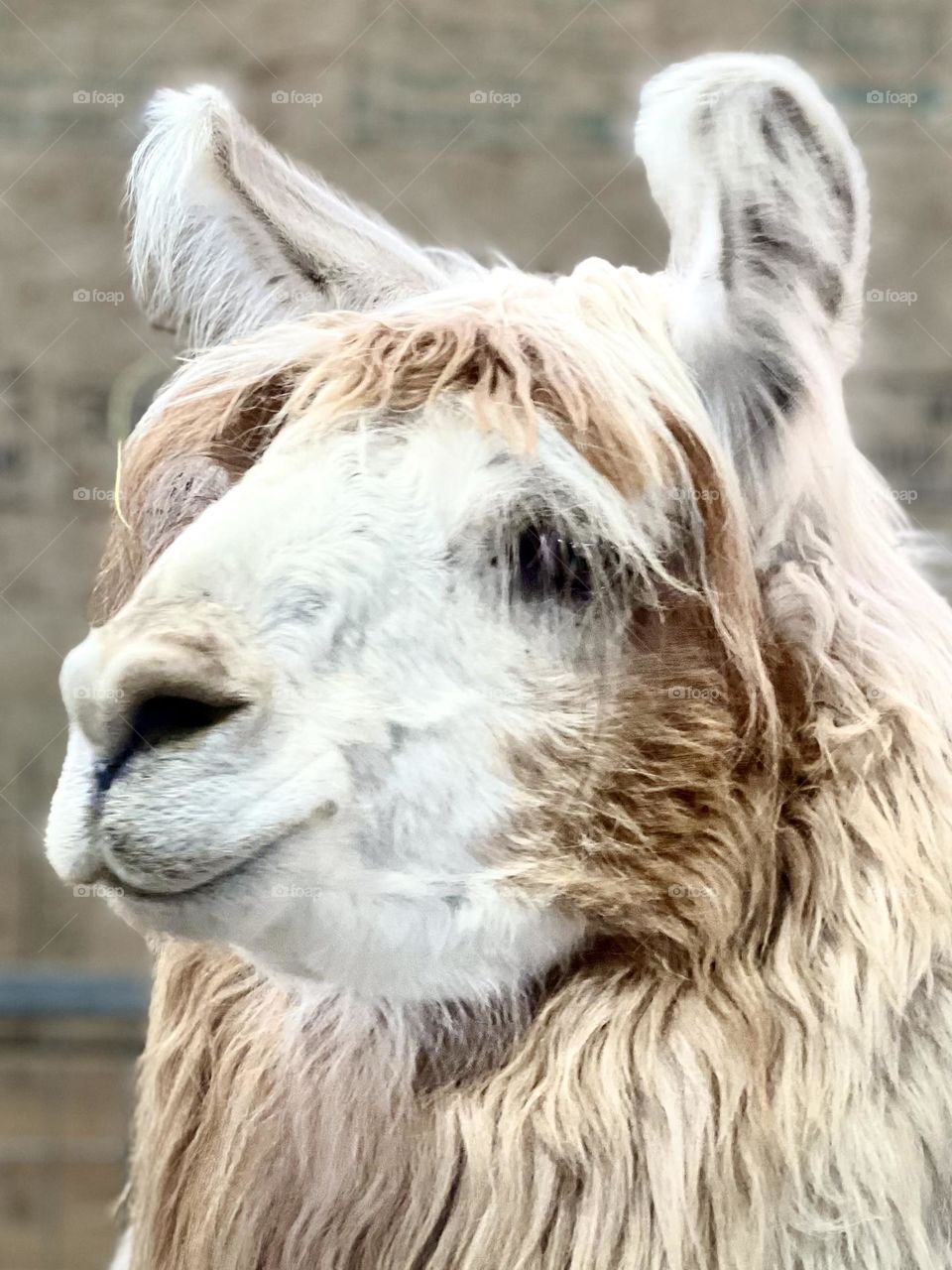 Llamas 