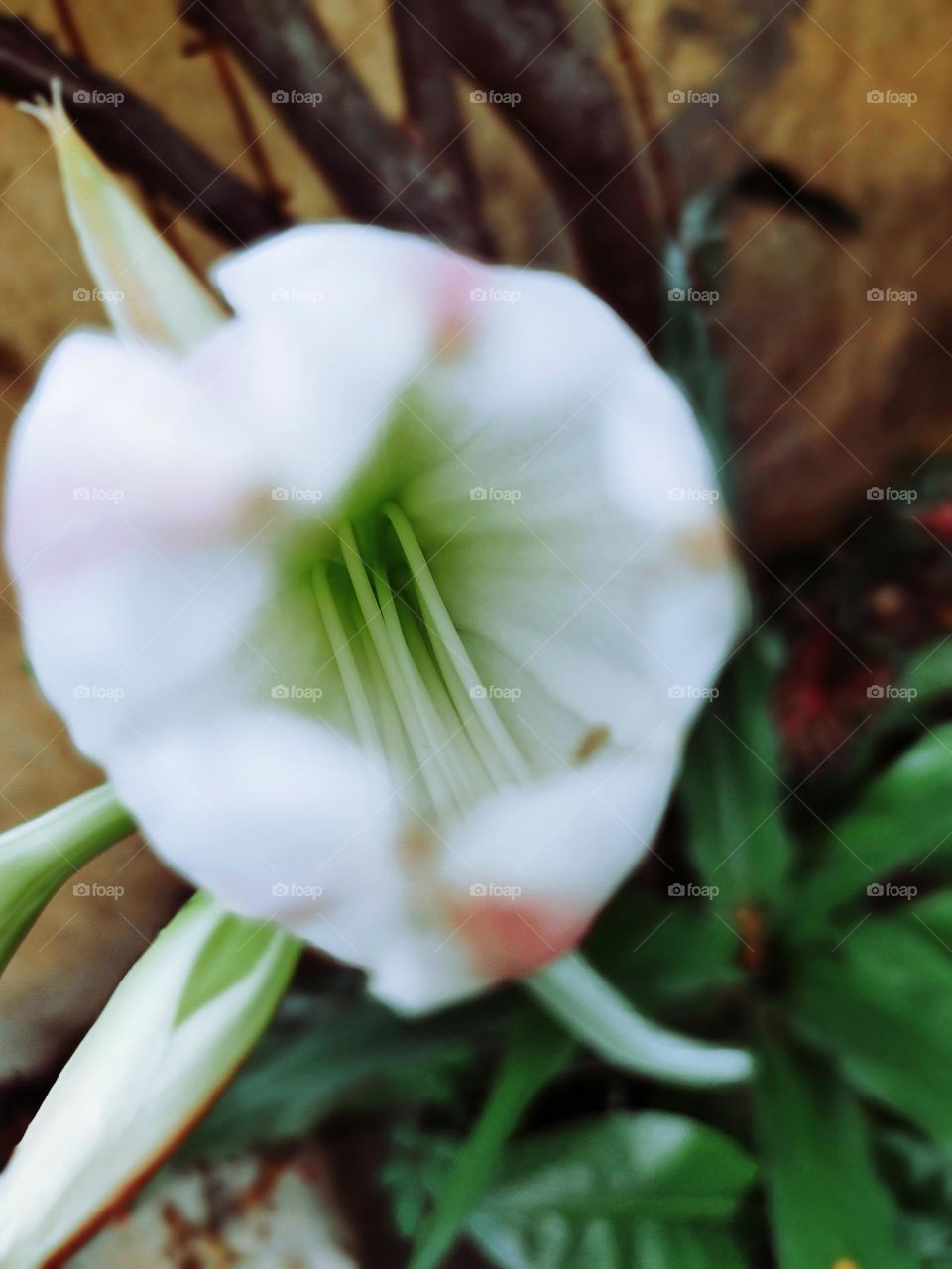 In the belly of the bud