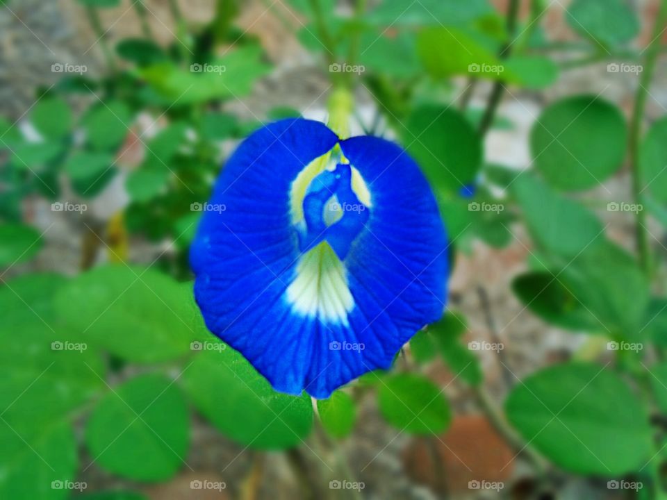 blue flower