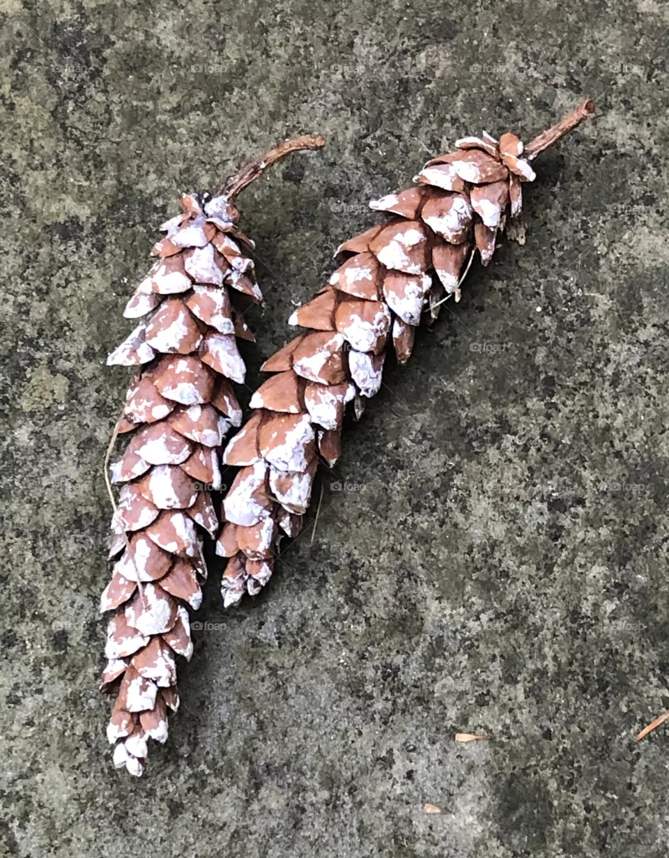 Pinecones on Mossy Stone - Autumn
