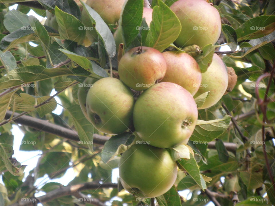 Apples In A Tree