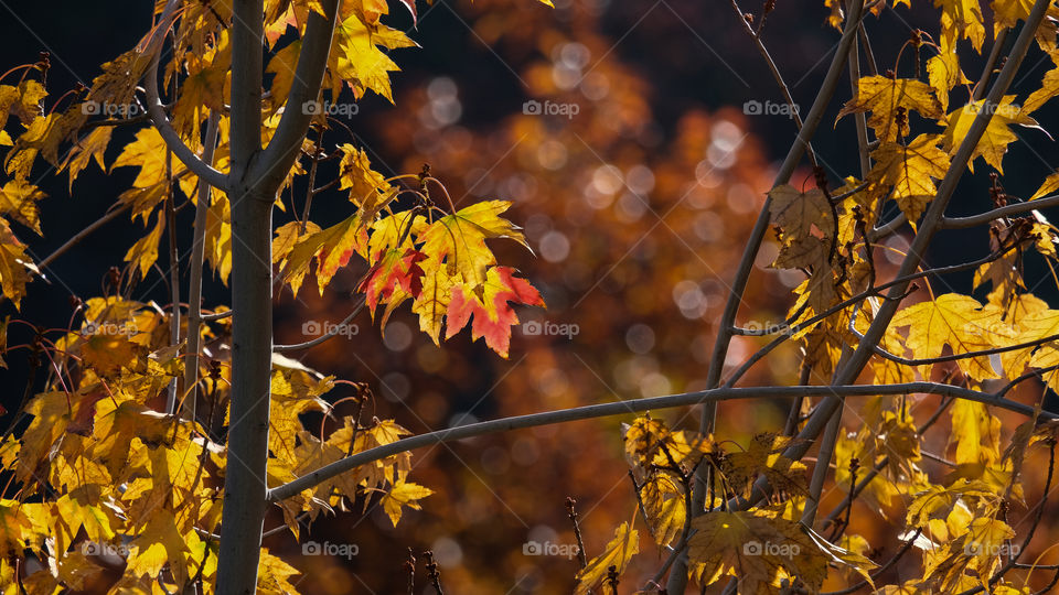 Golden glow of fall colors.