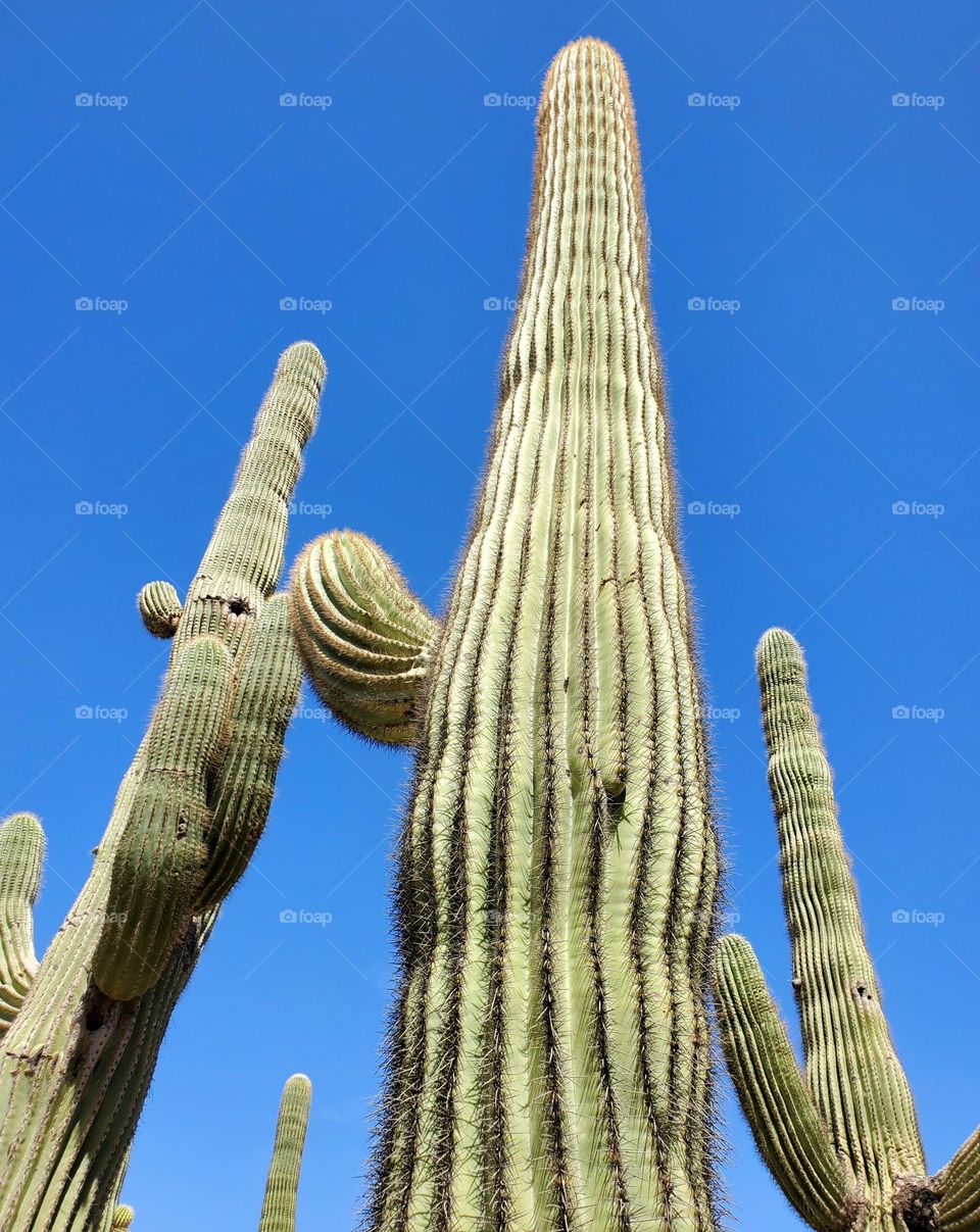 Saguaro Cactus Reaching for the Sky