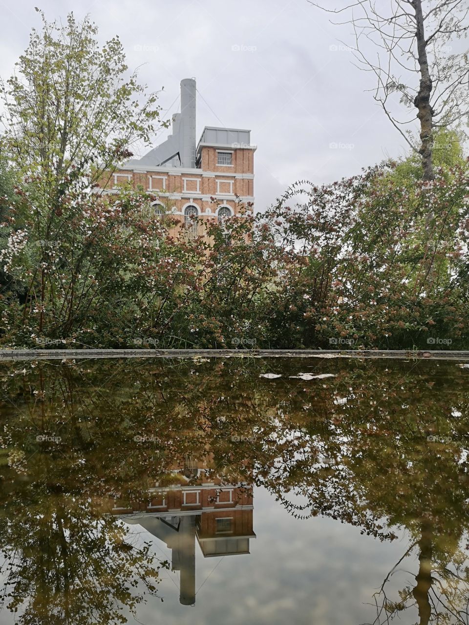 The reflection of the plant in the water mirror
