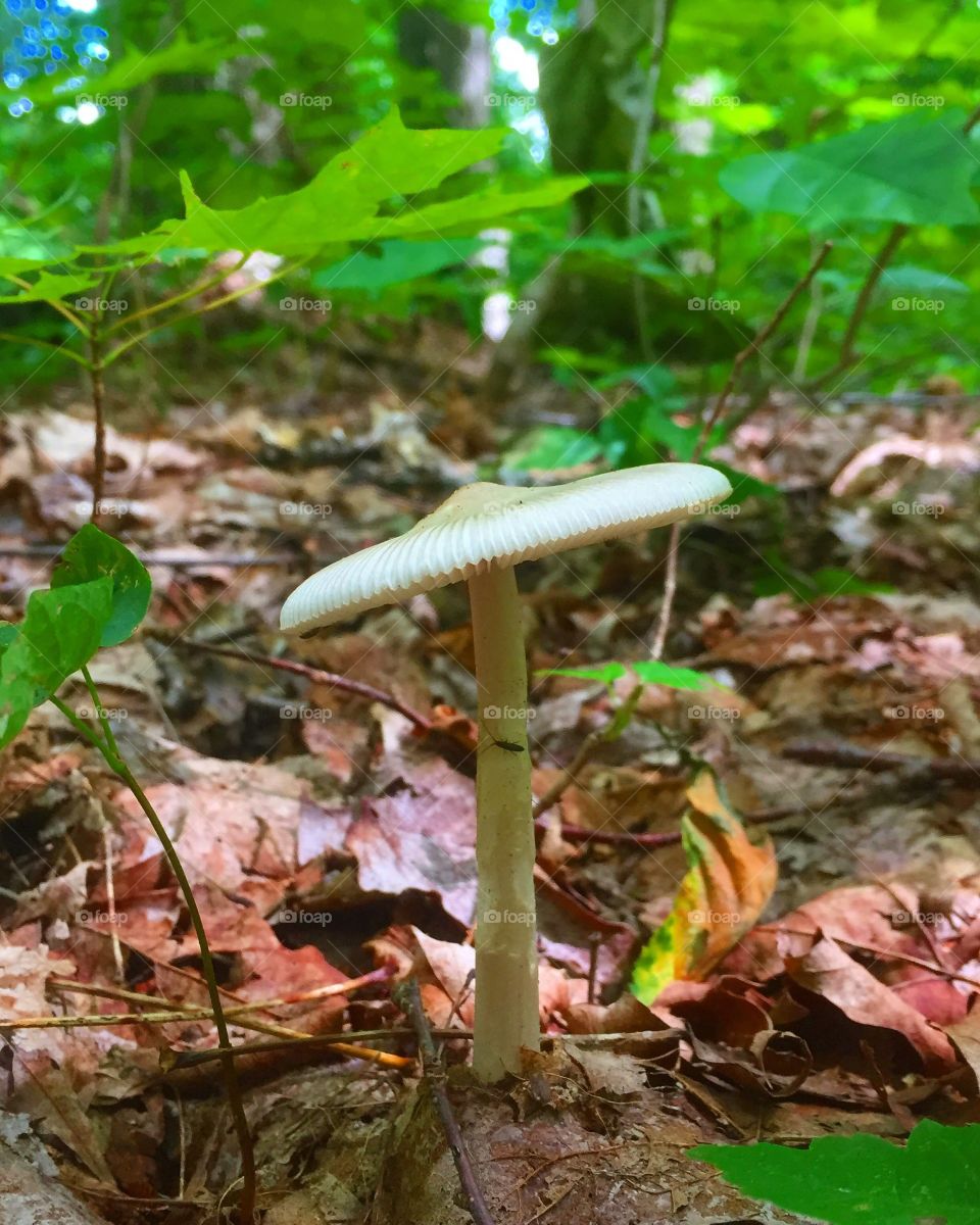 Mushroom