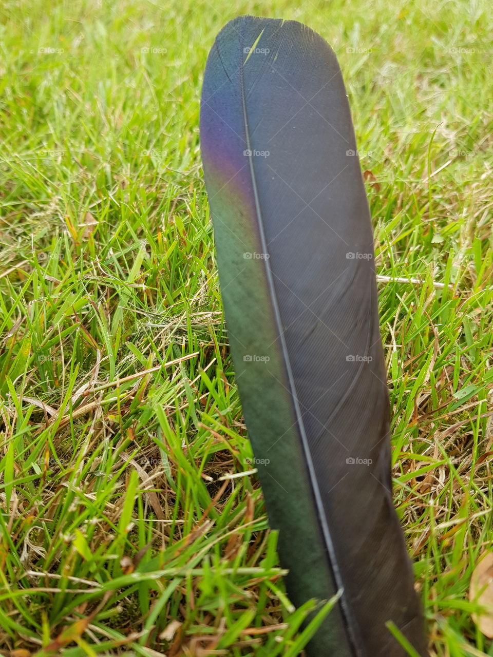 Colorful feather on grass