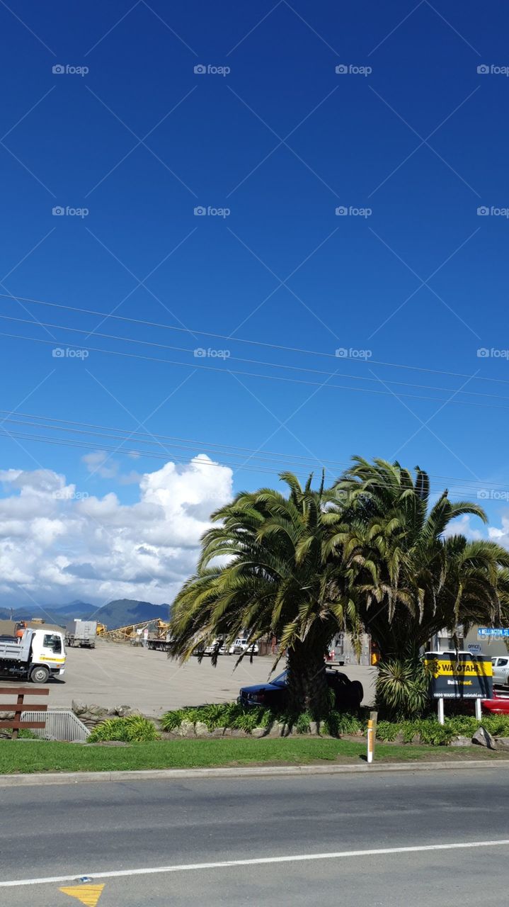 palm tree tree newzealand clouds