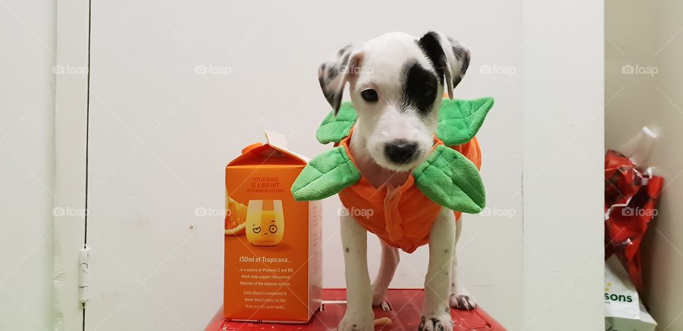 Puppy in a Halloween costume