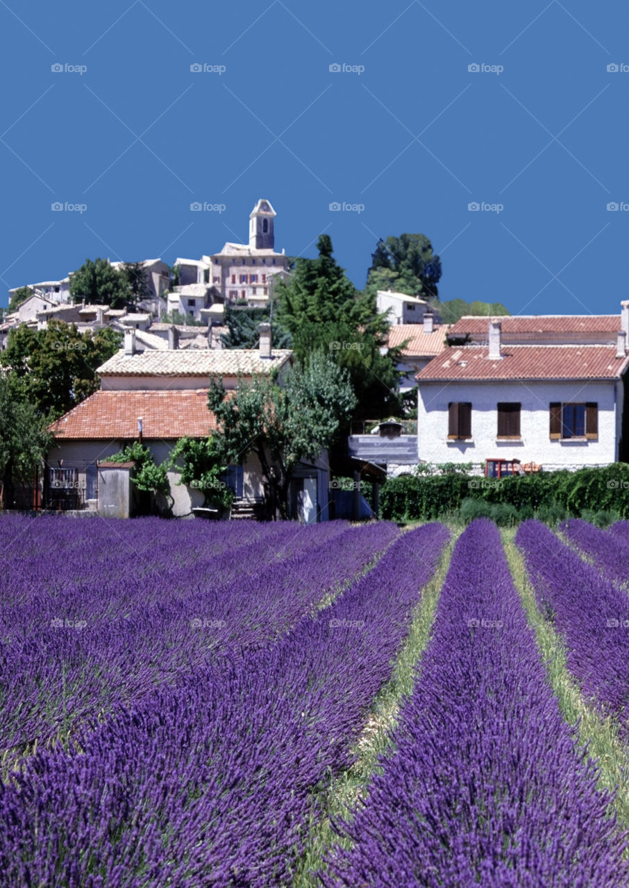 Lavender. Village Provence