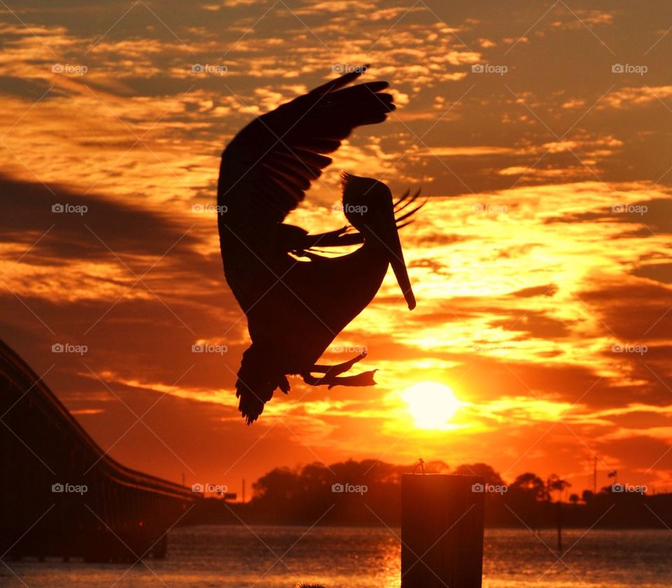 Pelican at Sunset