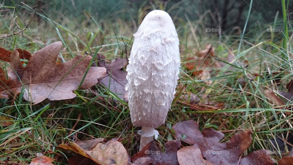 White mushroom