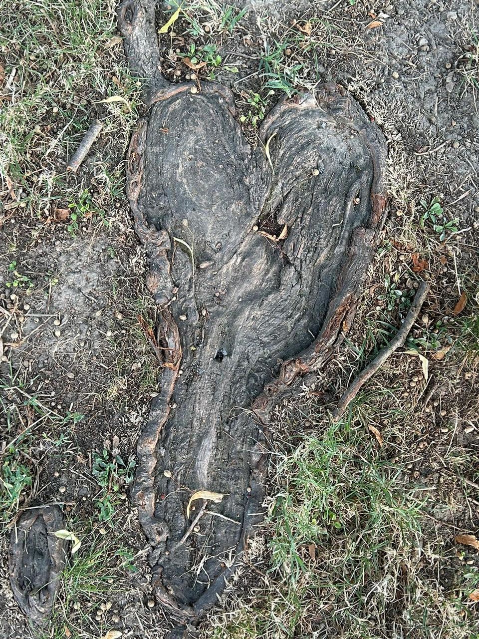 Heart-shaped root