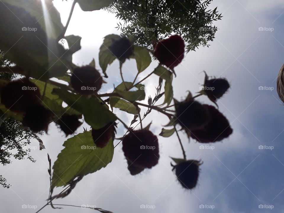 raspberry silhouette and sun