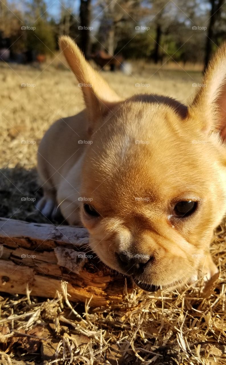 french bulldog puppy outside playing