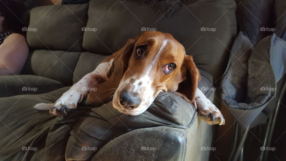 thoughtful basset hound